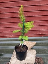 Pseudotsuga menziesii uwe for sale  CRANBROOK