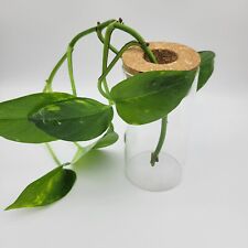 Glass cylinder vase for sale  Olympia
