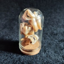 Reh zähne mini gebraucht kaufen  Lachendorf