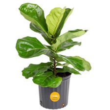 Fiddle leaf fig for sale  Denver