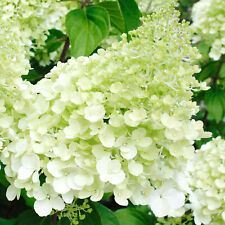 Hydrangea paniculata polar for sale  UK