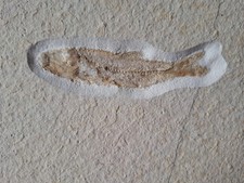 Fisch anaethalion solnhofen gebraucht kaufen  Xanten
