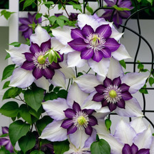 White purple clematis for sale  Ravensdale