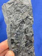 Lots carboniferous seed gebraucht kaufen  Saarbrücken