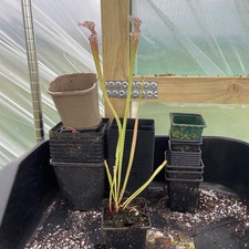 Sarracenia leucophylla purple for sale  MIRFIELD