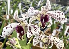 Dendrobium spotted pony for sale  Bogalusa