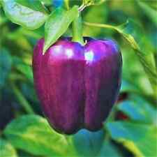 Purple beauty bell for sale  Saint Michaels