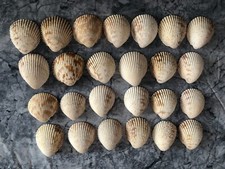 Cockle seashells sizes for sale  Osprey