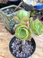 Aeonium arboreum green for sale  Compton