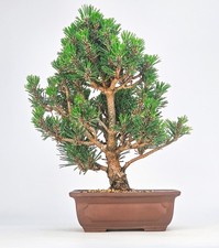 Bonsai schwarzkiefer pinus gebraucht kaufen Bonsai schwarzkiefer pinus gebraucht kaufen  Berlin