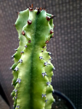 Euphorbia ingens eritrea for sale  Mira Loma