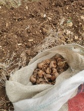 Bulbi zafferano montagna usato  L Aquila