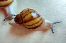 Caracóis terrestres acromelânicos Archachatina marginata ovum comprar usado  Enviando para Brazil