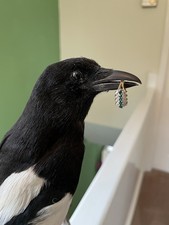 Taxidermy magpie protected for sale  WAKEFIELD