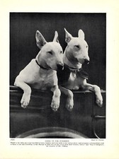 1930s antique bull for sale  Harborton