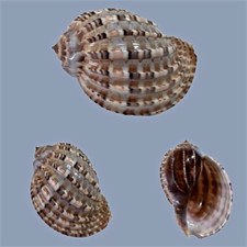 Harpidae, Harpa articularis, Philippines, 94,5 mm, GREAT SPECIMEN, LARGE comprar usado Harpidae, Harpa articularis, Philippines, 94,5 mm, GREAT SPECIMEN, LARGE comprar usado  Enviando para Brazil