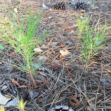 Loblolly pine trees for sale  Tucker