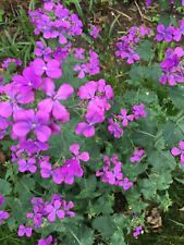 Silberling judasblatt lunaria gebraucht kaufen  Hallerndorf