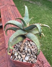 Aloe castilloniae rare for sale  Austin