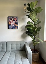 Tall fiddle leaf for sale  MANCHESTER