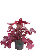 Pianta heuchera varietà usato  Santeramo in Colle