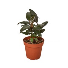 Ficus elastica burgundy for sale  Old Town