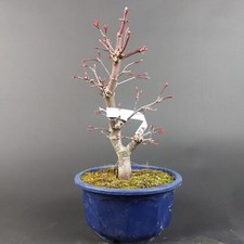 Bonsai fächerahorn acer gebraucht kaufen  Völklingen