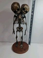 Two headed anatomical for sale  CORNHILL-ON-TWEED