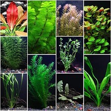 Premium assorted mixed for sale  Terrell