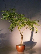 Flowering japanese wisteria for sale  Conyers