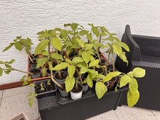 engelstrompete gebraucht kaufen engelstrompete gebraucht kaufen Cham