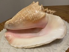 Huge gorgeous pink for sale  Palm Coast