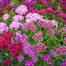 Sweet william dianthus for sale  READING