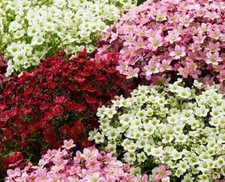 Saxifraga mixed alpine for sale  UK