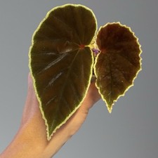 Begonia Darthvaderiana na sprzedaż  PL