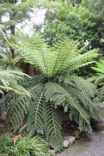 Cyathea dealbata ponga for sale  San Francisco