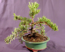 Bonsai rosmarino prostrato usato  Roma
