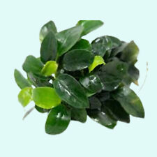 Anubias barteri medium for sale  Forney
