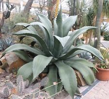 Green giant agave for sale  Miami