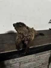 raccoon mounts for sale raccoon mounts for sale New York