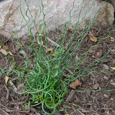 Juncus effusus spiralis d'occasion  Pouzauges