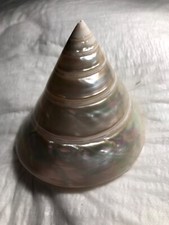 madreperla conchiglia usato madreperla conchiglia usato Italia