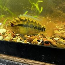 Rainbow cichlid 2.5 for sale  Linden