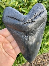 Megalodon shark tooth for sale  Altoona