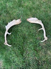 fallow deer antlers for sale  Brick