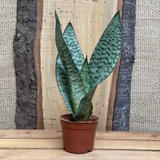 Sansevieria black coral for sale  Dover