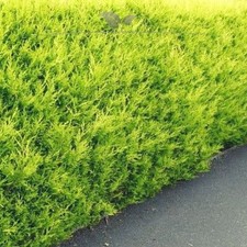Gelbe zypresse 180 gebraucht kaufen  Nordhorn
