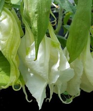 Shredded white fantasy for sale  Wauchula