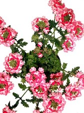 Verbene eisenkraut rosa gebraucht kaufen  Straelen