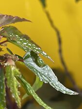 angel begonias wing for sale  Sacramento